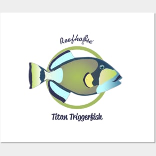 Titan Triggerfish Posters and Art